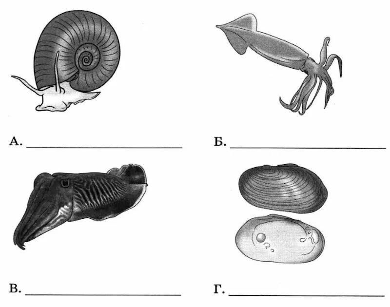 Впр биология 5 класс 2 вариант ответы. Впр биология 5 класс 2 вариант ответы. Впр 5 класс. Впр биология 5 класс. Впр биология 5 класс 2022 год.