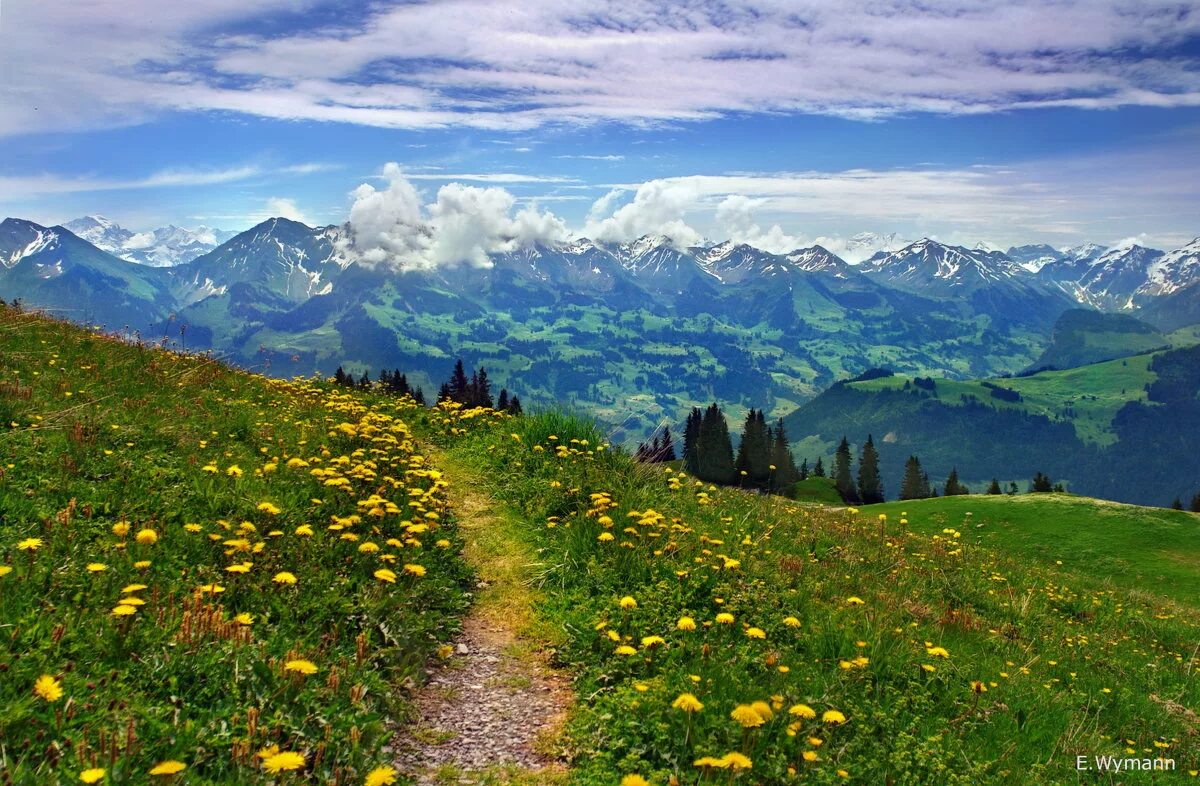 Поляна в горах. Швейцария Альпы Луга. Альпийские Луга Абхазия лето. Альпийские Луга Кисловодск. Альпийские Луга Швейцария Альпийские Луга Швейцария.