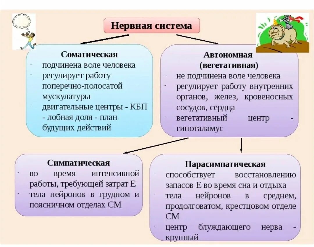 Соматический и вегетативный отделы нервной системы. Соматическая нервная система. Соматический отдел нервной системы. Соматическая нервная сис.