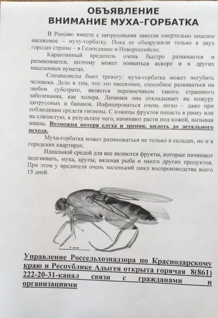 Муха Горбатка. Муха Горбатка личинки. Муха Горбатка в России. Опасные мухи в России.