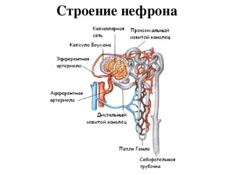 Какую функцию выполняет капсула нефрона. Мочевыделительная система человека строение нефрона. Схема строения нефрона почки. Строение нефрона почки анатомия. Строение нефрона почки человека.