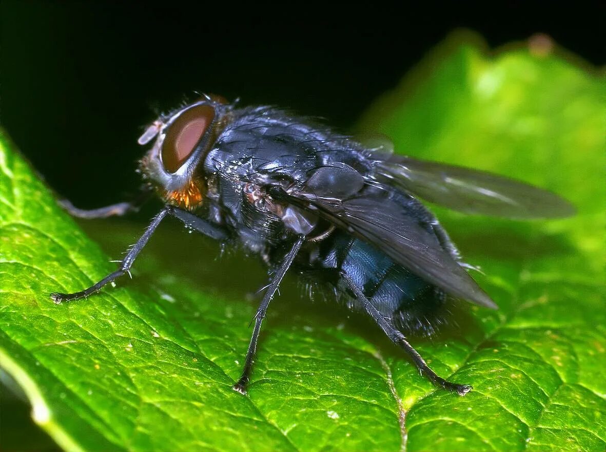 Сайт мух. Синяя мясная Муха Calliphora. Муха синяя мясная (Calliphora uralensis). Синяя падальная Муха. Муха мясоедка.