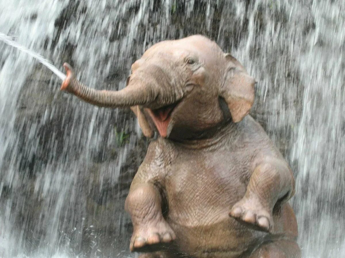 Слоник прикол. Смешной Слоненок. Радостный Слоненок. Слон улыбается. Смешные слоны.