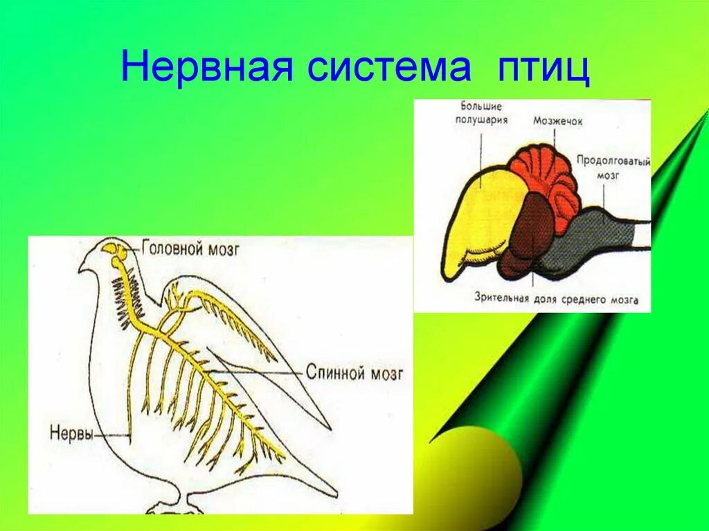 Нервная система птиц 7 класс биология. Нервная система птиц схема. Строение нервной системы птиц. Нервная система система птиц. Продолговатый мозг у птиц