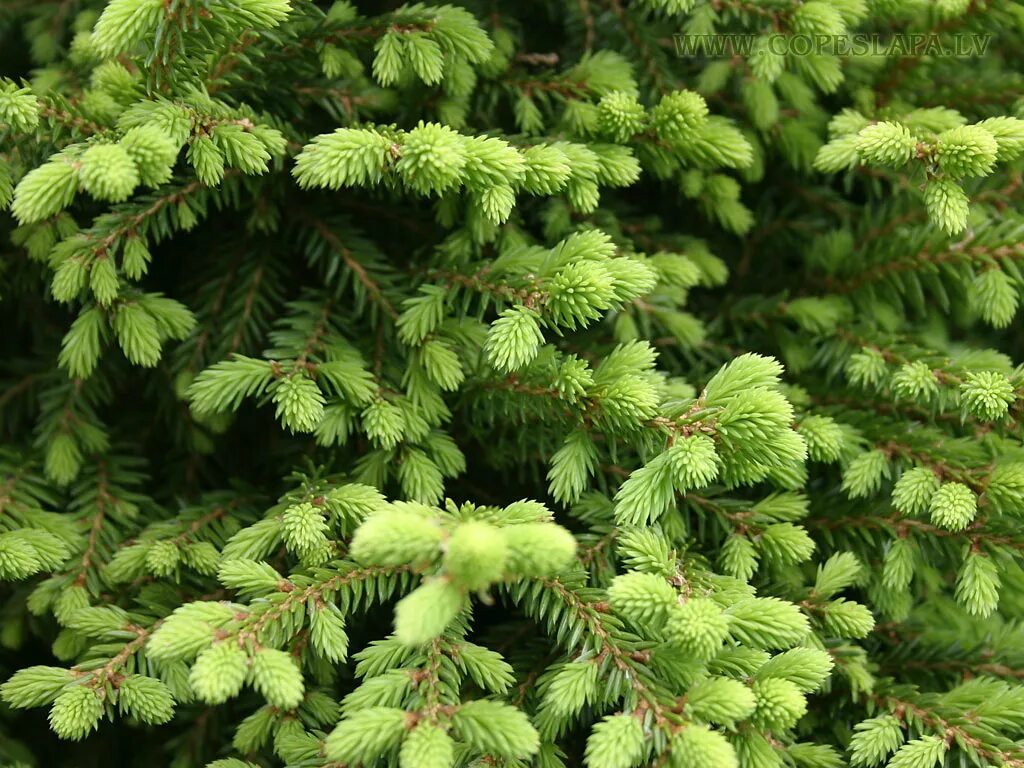 Picea Abies Echiniformis. Ель обыкновенная Эхиниформис. Ель канадская Эхиниформис. Picea glauca Echiniformis.