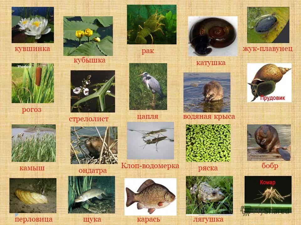Какие животные обитают на озерах. Какие обитатели водоема. Животный мир водоемов. Насекомые обитающие в пресных водоемах. Какие обитатели водоема.