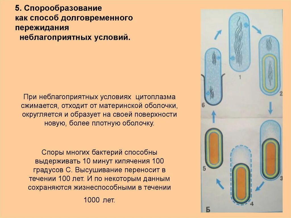 Споры и процесс спорообразования у прокариот.. Прокариоты образуют споры. Спорообразование бактериальной клетки. Строение бактерии.