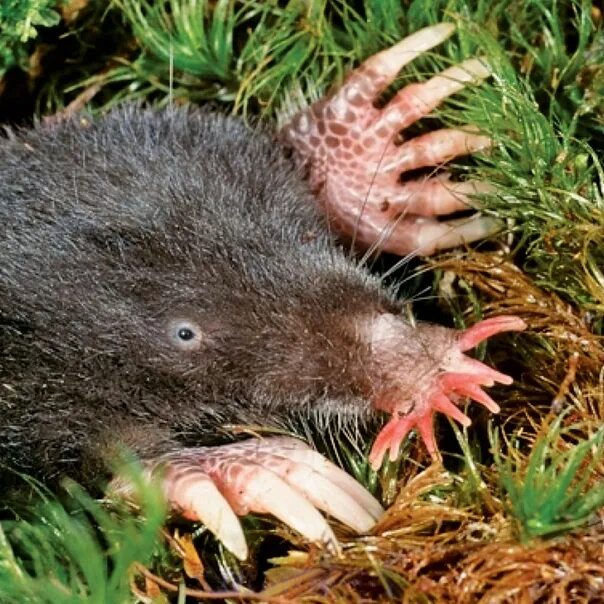Как выглядят настоящие кроты European Mole Talpa Europaea Boreal Forest