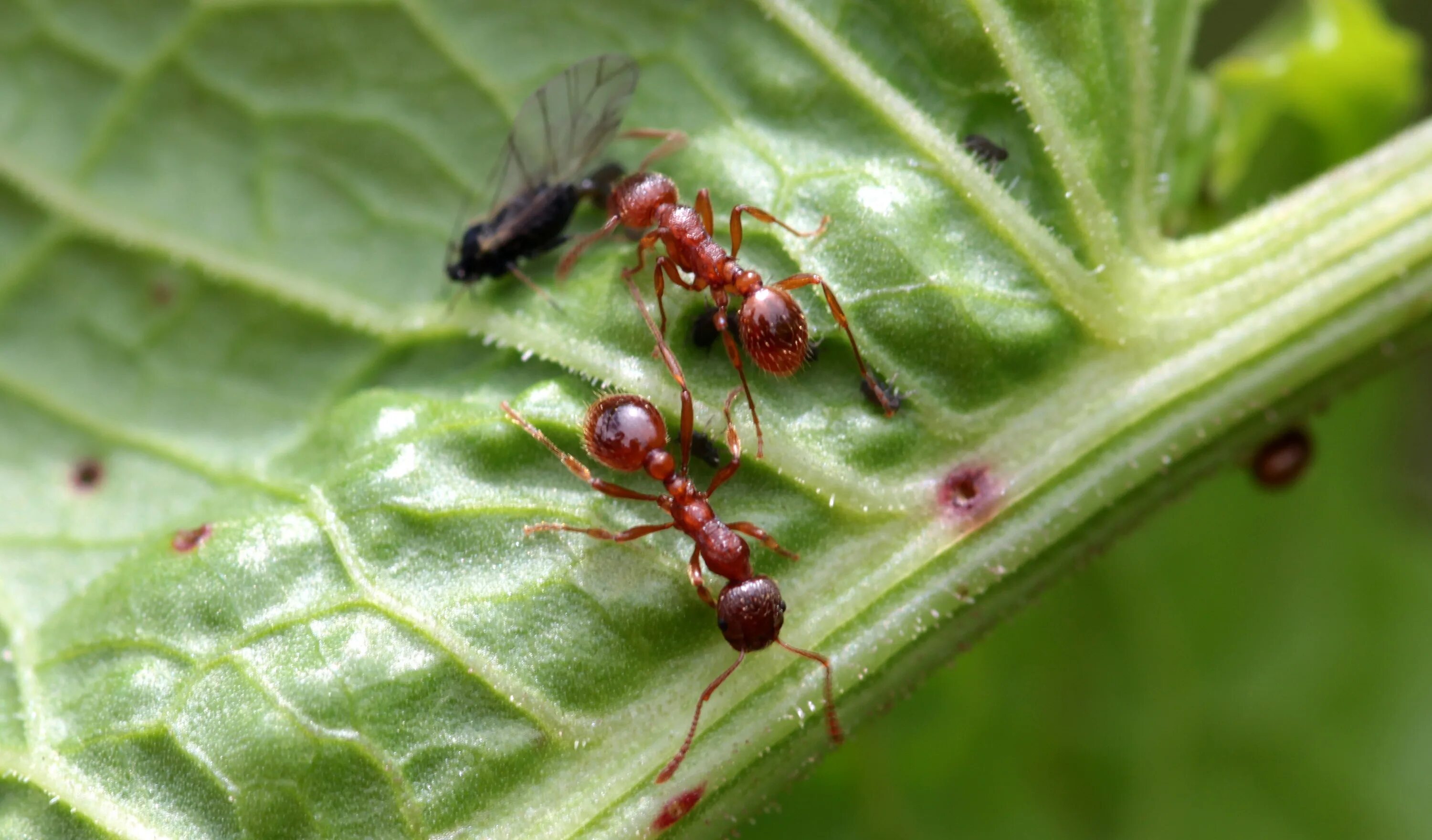 Муравьи Myrmica rubra. Мирмика Рубра. Красные садовые муравьи. Рыжая мирмика муравей.