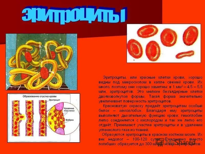 Строение эритроцитов в крови. Эритроциты в крови. Эритроциты в крови. Белки эритроцитов. Размеры эритроциты мкм расшифровка.