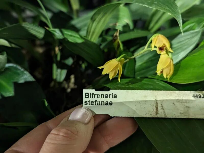 импортфлора