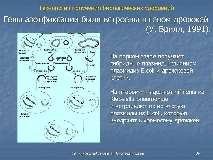 Геном дрожжей. ДНК дрожжей. Плазмиды дрожжей. Хромосомы дрожжей. Получение гибридов на основе соединения