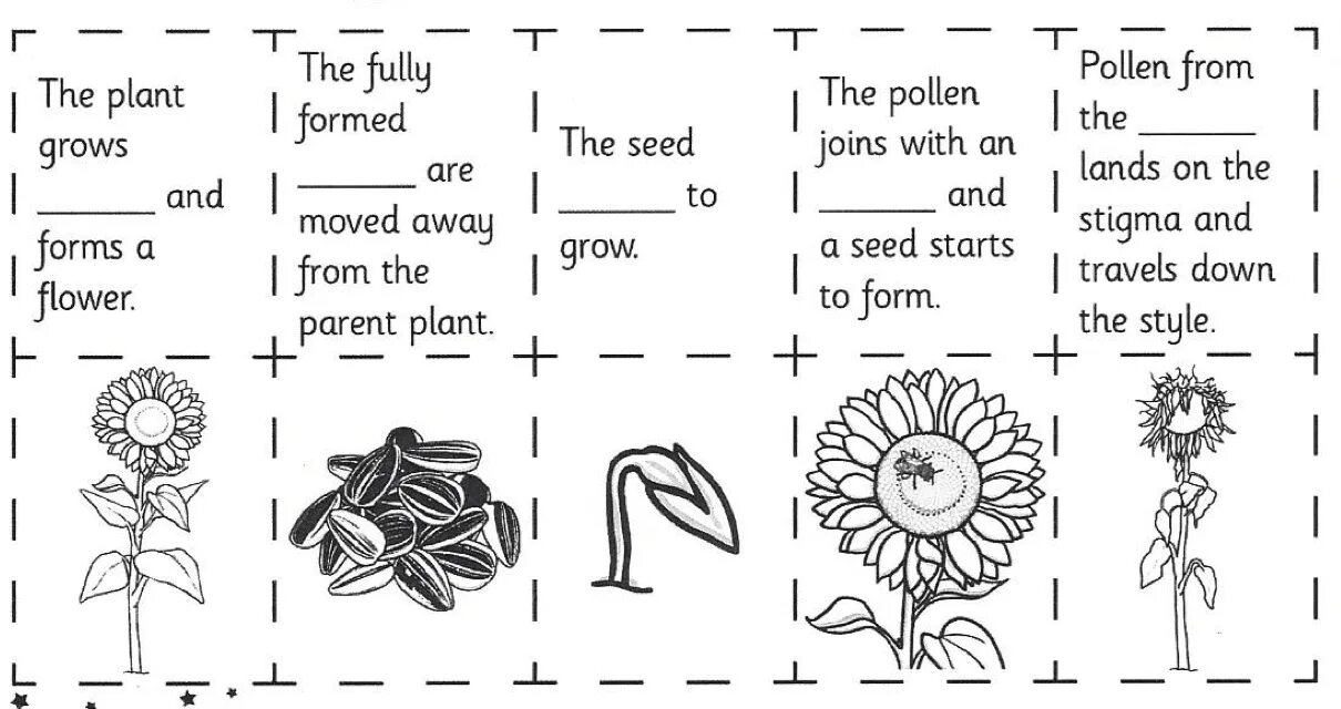 Plant Life Cycle Worksheets. Plants на английском для детей. Life Cycle Worksheet. Plants Life Cycle Lesson Plans. Plants task