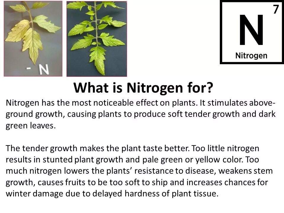 Nitrogen is. Nitrogen русификатор. Lack of nitrogen for Plant. Nitrogen Effect on Plant growth. Effect plants