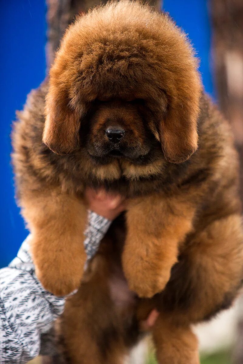 Щенки тибетского мастифа москва. Тибетский мастиф щенок. Тибетский мастиф щенок. Тибетский мастиф кутенок. Щенки тибетского мастифа москва.