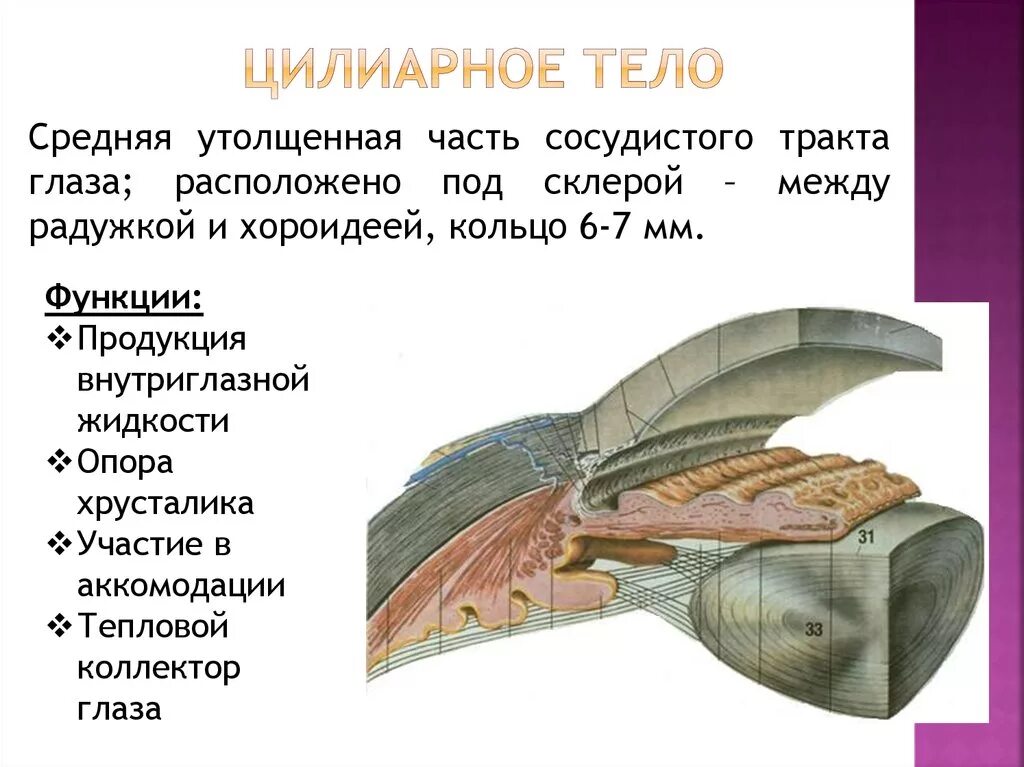 Ресничная мышца глаза функции. Анатомия глаза цилиарное тело. Ресничное тело глаза функции. Цилиарное тело функции. Строение глаза анатомия ресничное тело.