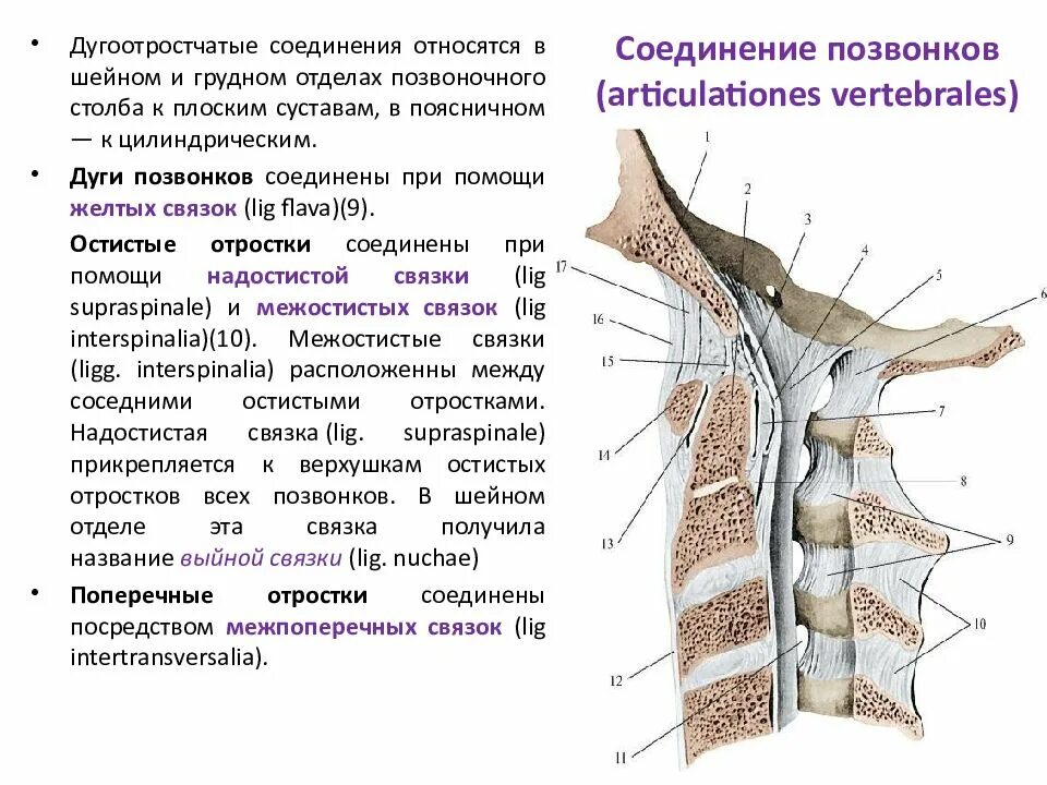 Соединение крестцовых позвонков вид соединения. Соединения отростков позвонков. соединение суставных отростков позвонков. суставные отростки позвонков соединяются. соединение тел позвонков синдесмозы.
