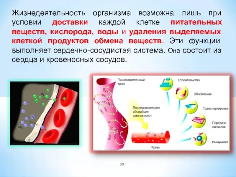 Жизнедеятельность организмов. Жизнедеятельность клетки выделение. Продукты распада жизнедеятельности. Питательные вещества кислород вода.