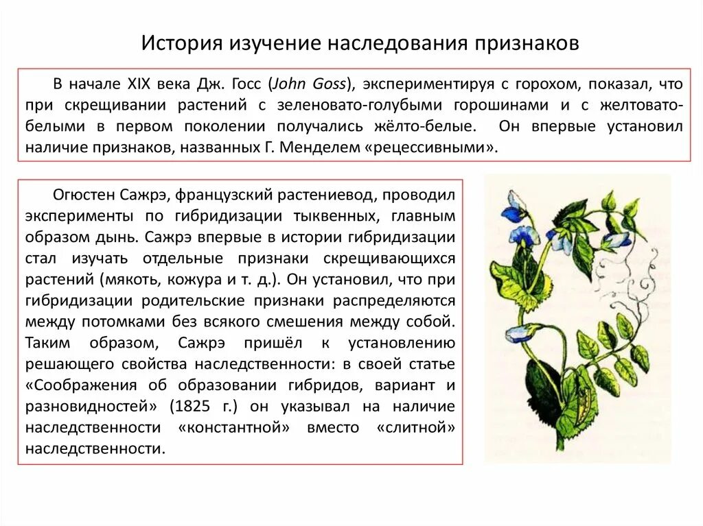 Наследственные признаки передают. Наследственные признаки гороха. Наследование признака гороха. Наследственные признаки гороха посевного. Наследственные признаки фасоли обыкновенной.