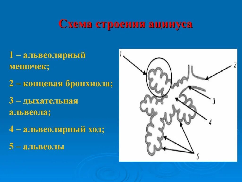 Ацинус является. Структурно функциональная единица легкого ацинус. строение легких ацинус. строение структурно-функциональных единиц легких (ацинус. строение легочного ацинуса анатомия.