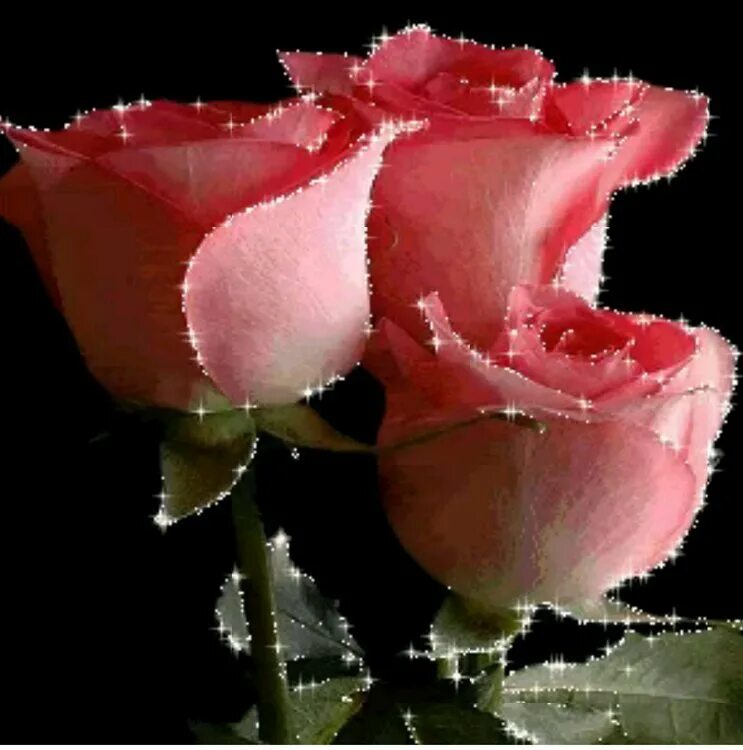 Цветы девушкам гифки. Красивые розы. Мерцающие розовые розы. Анимированные цветы. Шикарные живые розы.