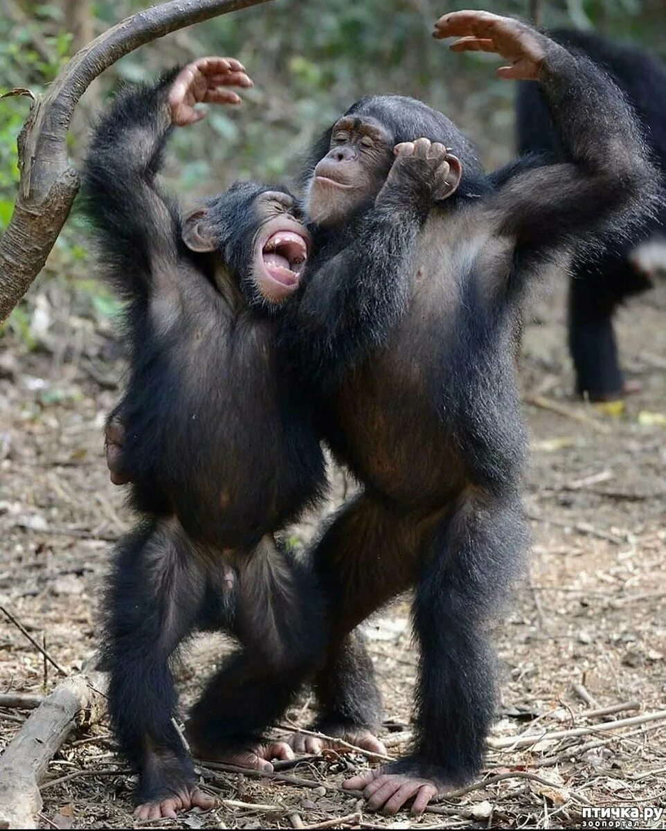 Обезьяна шимпанзе. Смешные обезьяны. Обезьяна смеется. 2 примата. Две обезьяны.