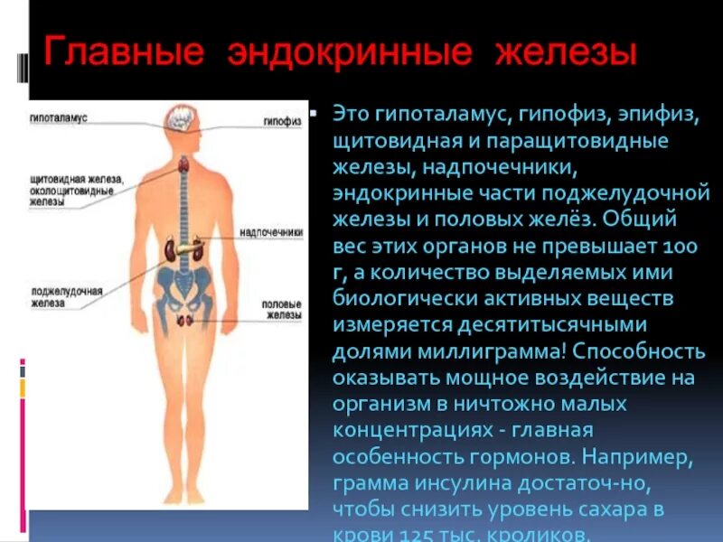 Гипофиз относятся к железам. Гипоталамус железа внутренней секреции. Железы внутренней секреции гипофиз надпочечники. Гипофиз щитовидная железа надпочечники. Железы внутренней секреции: гипофиз, надпочечники, щитовидная железа..