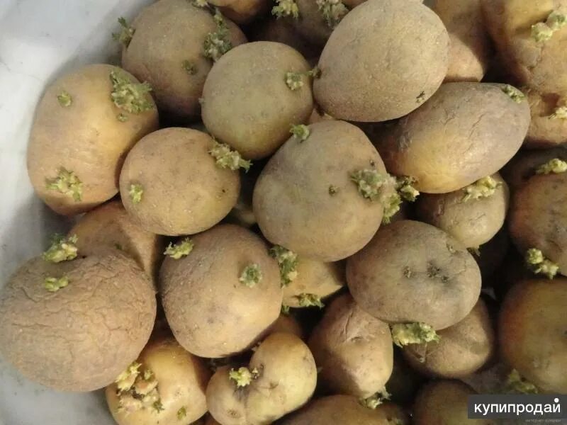 Картофель Сиверский (элита)1уп 16картошинЦена 198рубсреднеспелый сорт российской