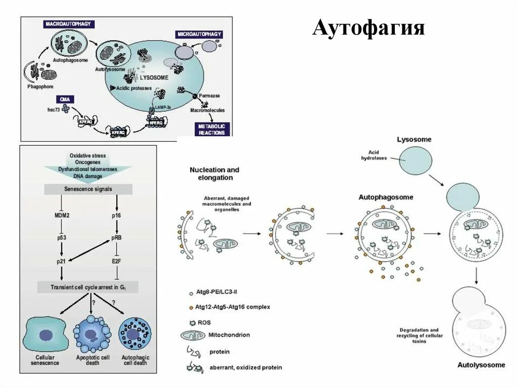 Аутофагия это простыми словами. Аутофагия механизм. Молекулярные механизмы аутофагии. Гибель клеток аутофагия. Механизм аутофагии простым языком.