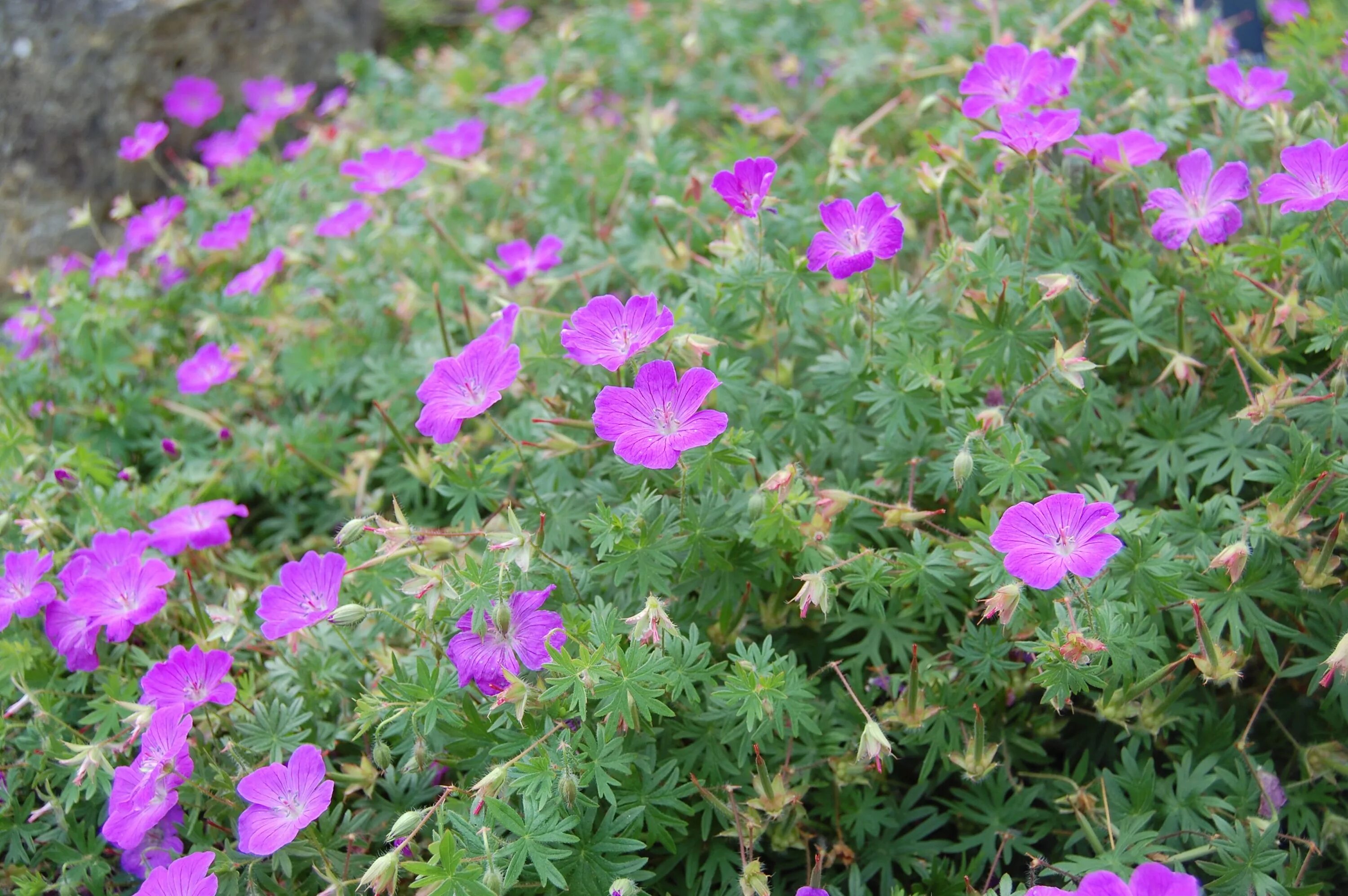 Герань sanguineum. Герань кроваво-красная Вижн. Герань кроваво-красная (Geranium sanguineum). Герань кроваво-красная (Geranium sanguineum striatum).