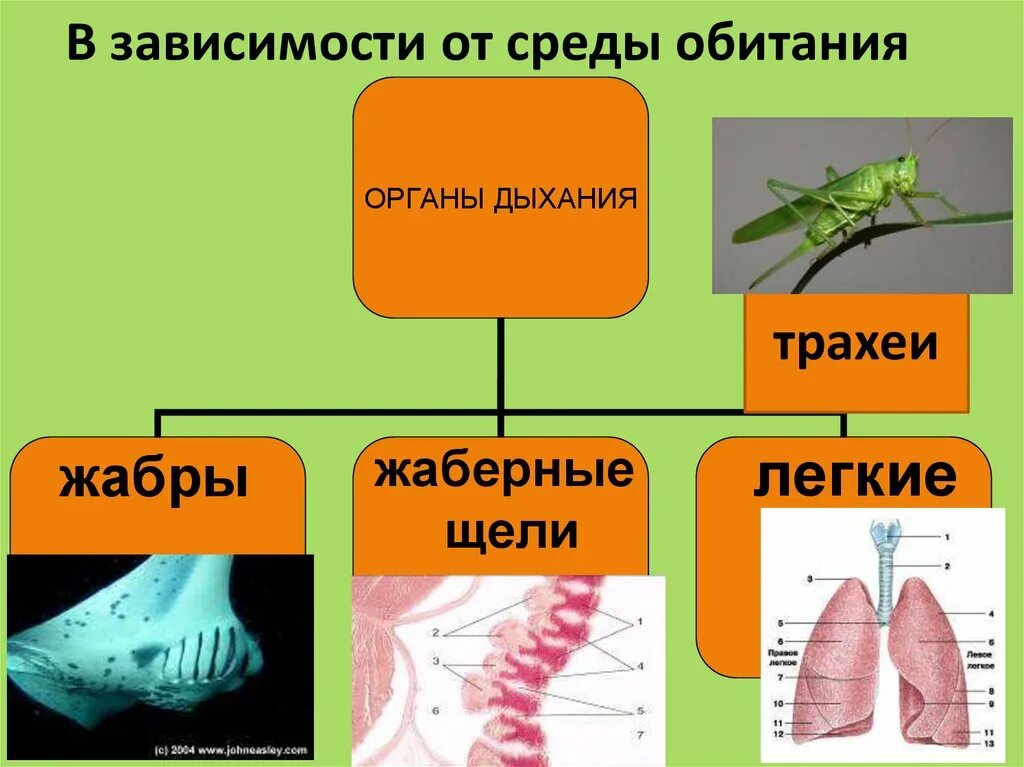 Газообмен млекопитающих. Органы газообмена у растений и животных. Типы газообмена. Схема органы газообмена у растений и животных. Газообмен это в биологии