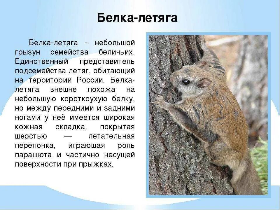 Белка летяга окружающий мир 4 класс