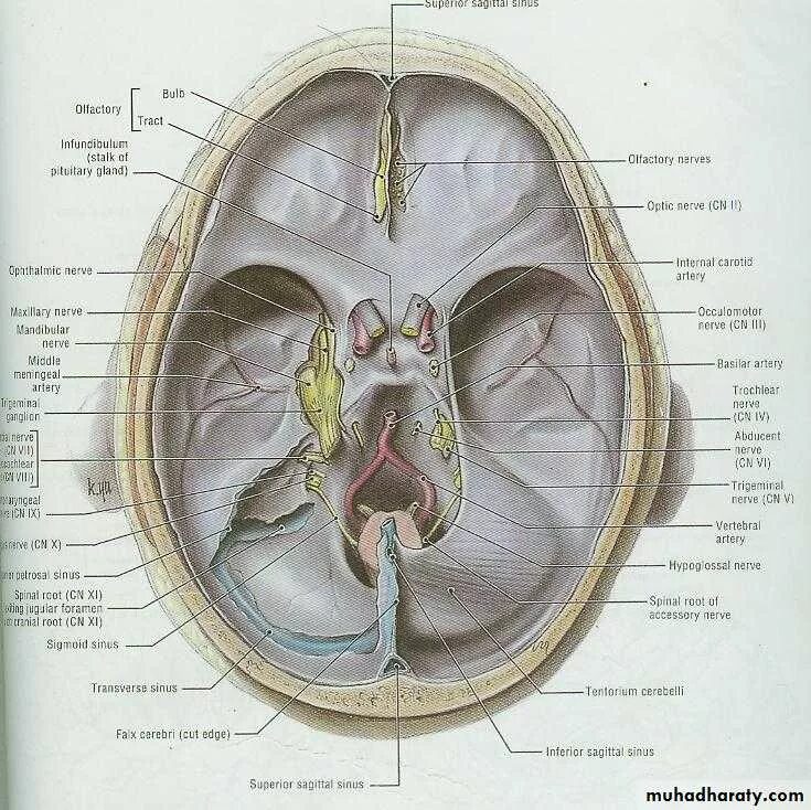Sulcus sinus латынь. Sinus sagittalis inferior. фалькс анатомия головного мозга.