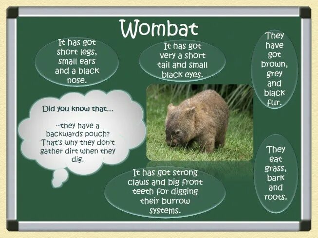 Wombat перевод. Вомбат на английском. Вомбат животное на английском. Животные Австралии на английском.