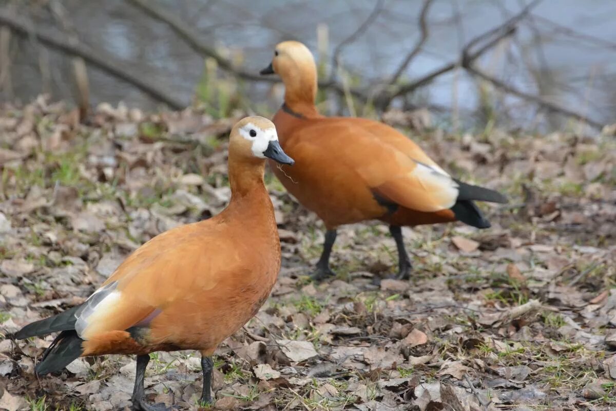 Огарь описание. О́гарь (Tadorna ferruginea). Огарь птица. Ruddy Shelduck. Огарь утка.