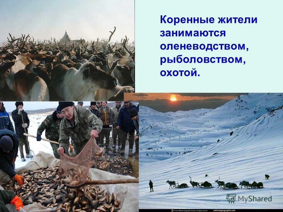 природные зоны тундры и лесотундры. ненцы таймыр. деятельность человека в тундре. деятельность человека в тундре и лесотундре. виды хозяйственной деятельности в тундре.