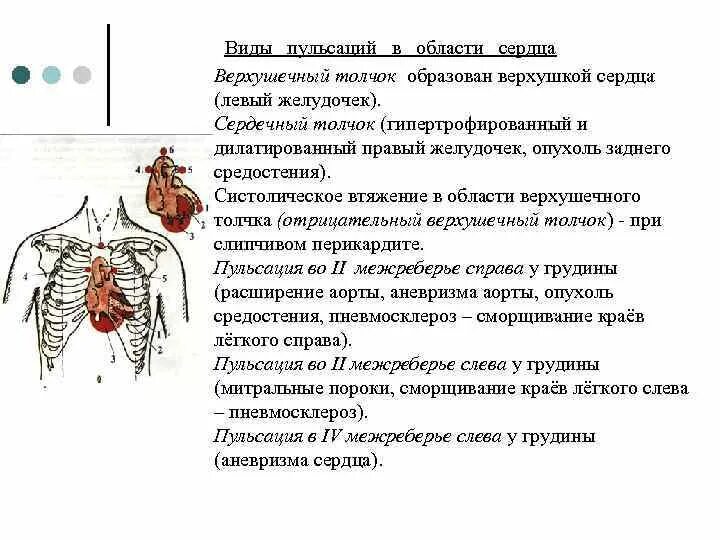 Верхушечный толчок образован
