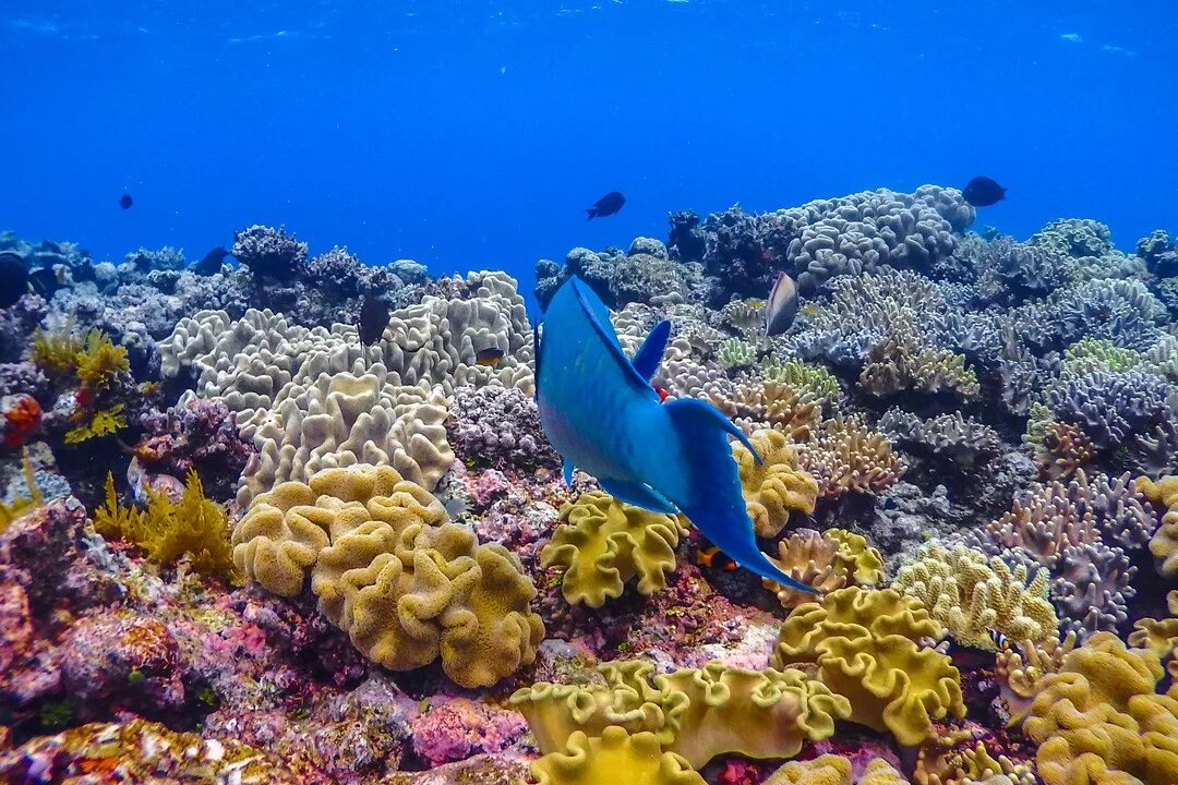 Great coral reef. Барьерный риф в Австралии. Большой коралловый риф в Австралии. Экосистема большой Барьерный риф Австралия. Австралия Барьерный риф кораллы.