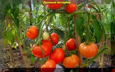 Как защищать помидоры