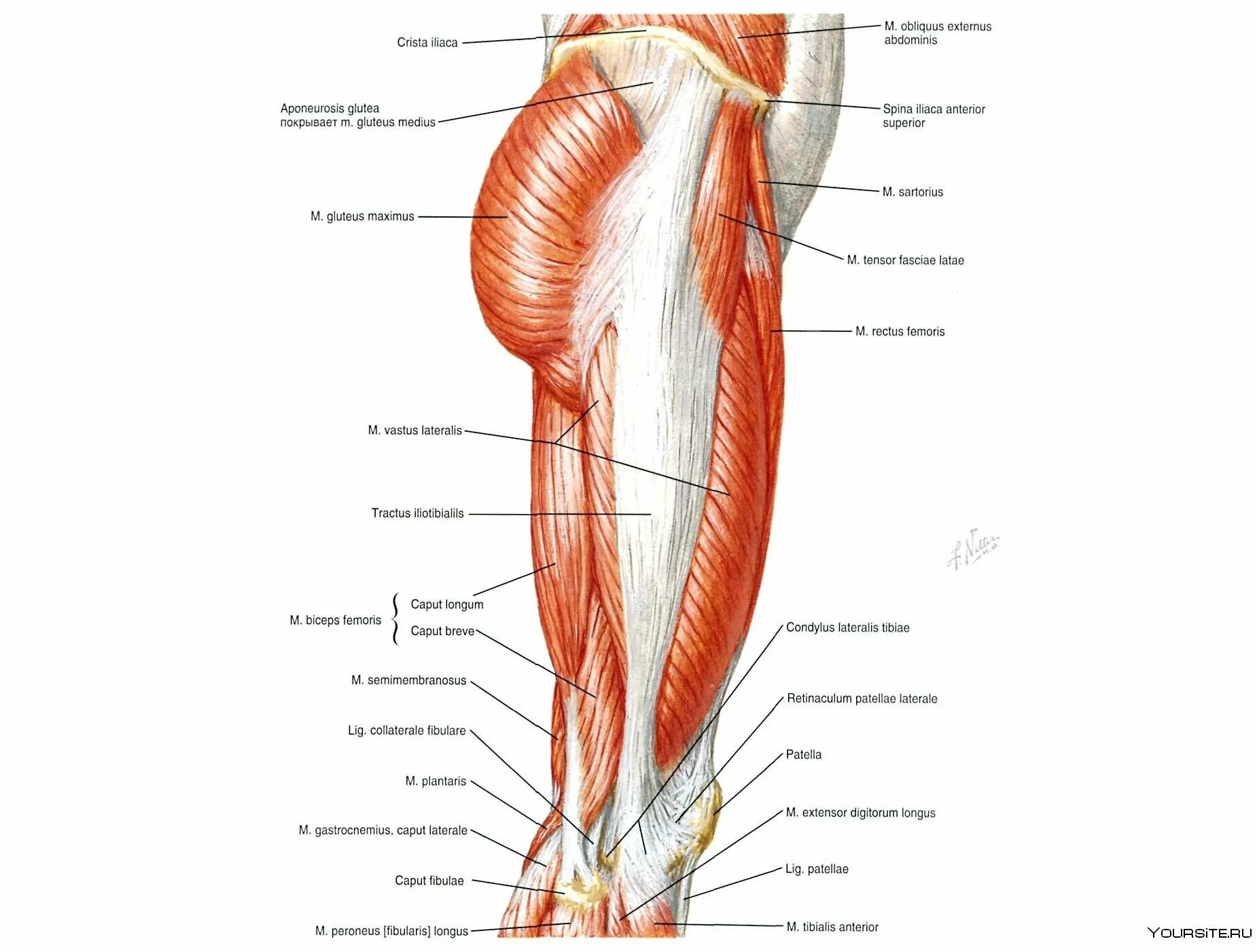 Мышцы внутренней части бедра анатомия. Бедра анатомия строение. Анатомия мышц бедра человека задняя часть. Мышцы задней поверхности бедра анатомия картинки. Как правильно пишется ляжка