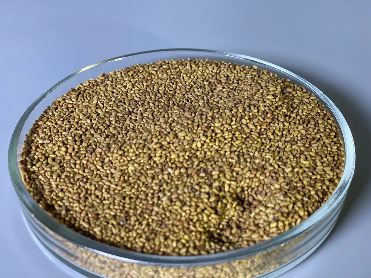 Авито семена трав. Семена люцерны. люцерна посевная семена. семена трав: люцерна. семена зеленый угол, люцерна 1000гр (10шт/уп).