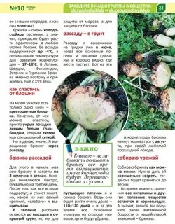 Когда садить брюкву