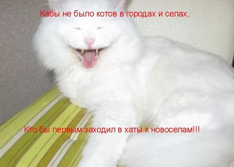 Это потому что я белый. Тигр прикол. Юмор салон красоты. Вино мем. Афроамериканец прикол.