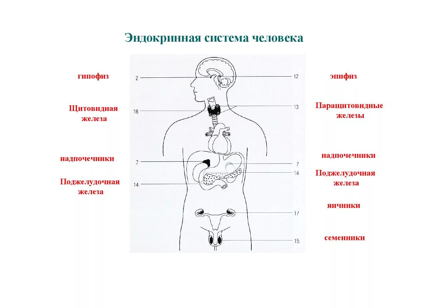 Эндокринная система схема расположения желез. Эндокринная система человека железы внутренней секреции. Эндокринная система схема рисунок. Эндокринная система железы внутренней секреции схема. Рисунок эндокринной системы человека