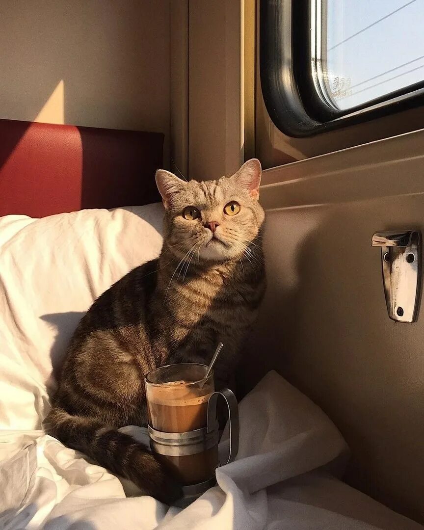 В каком вагоне ехал кот. Кот в поезде. уютные коты. кот в вагоне. кот едет в поезде.