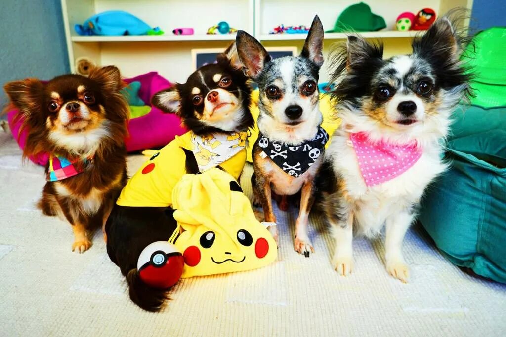 алиса собачки. померанский чихуахуа. щеночки алиса. алиса собачки. алиса маленькая собачка.