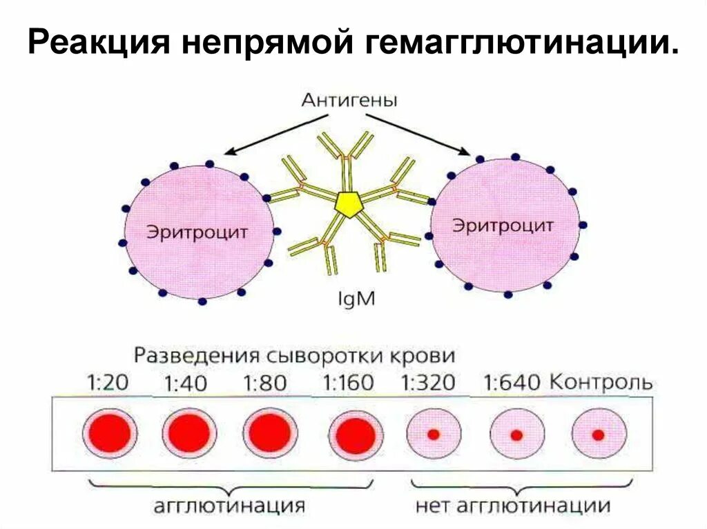 Реакция непрямой гемагглютинации (РНГА). Реакция пассивной гемагглютинации схема. Реакция непрямой (пассивной) гемагглютинации. Реакция непрямой гемагглютинации схема. Реакция агглютинации антиген