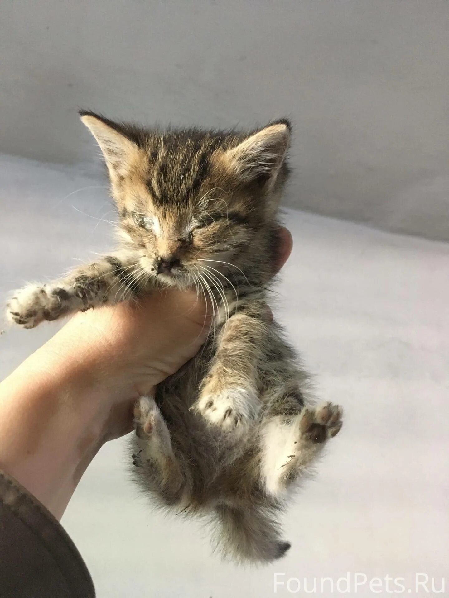 Оба кот. Обоих с котятами. котики на обоих. проблема котик.