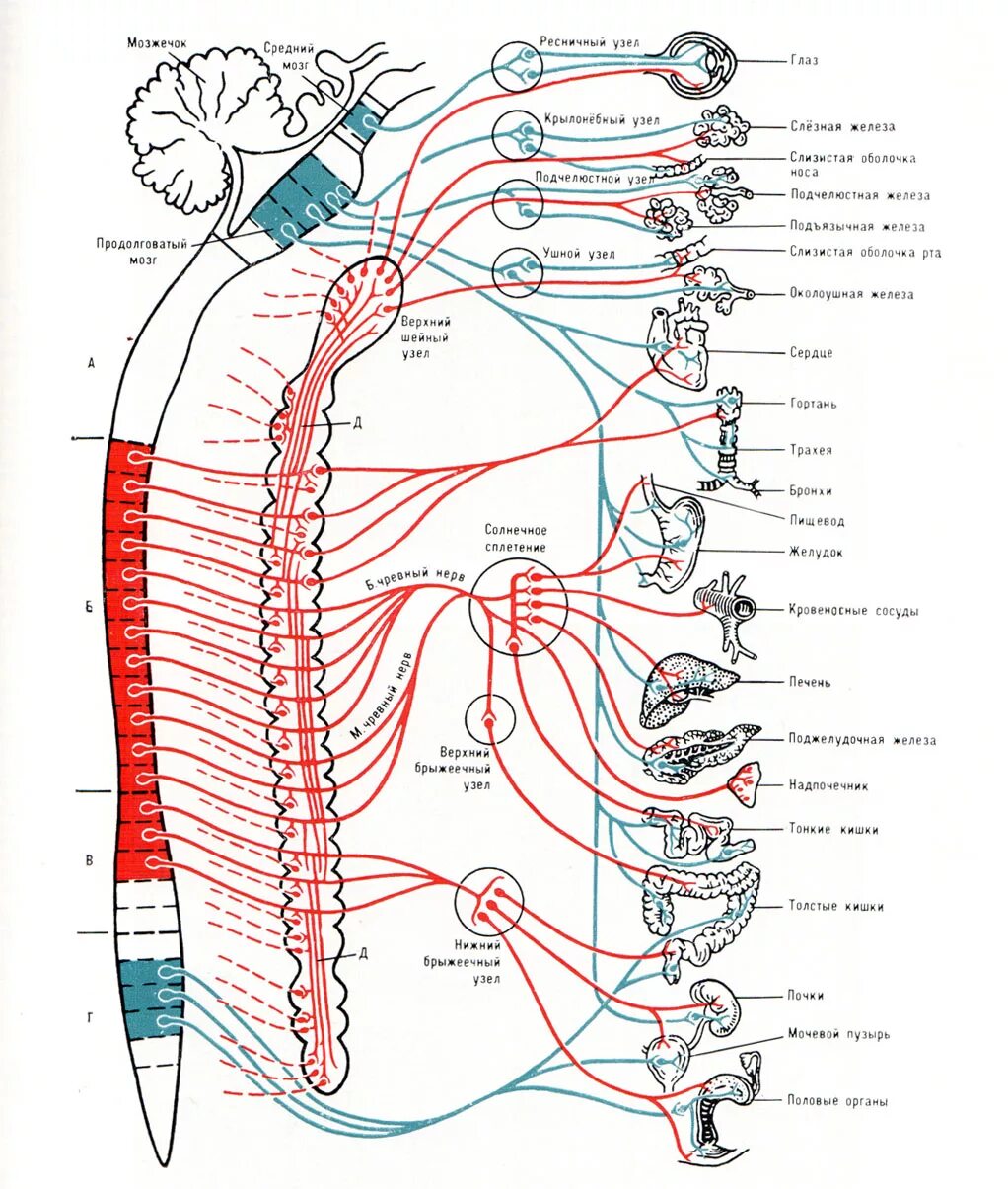 Нервные узлы и нервные стволы. Схема иннервации вегетативной нервной системы симпатического отдела. Вегетативной нервной системы, иннервируемые органы. Вегетативная нервная система схема иннервации органов. Отделы спинного мозга и иннервация органа.