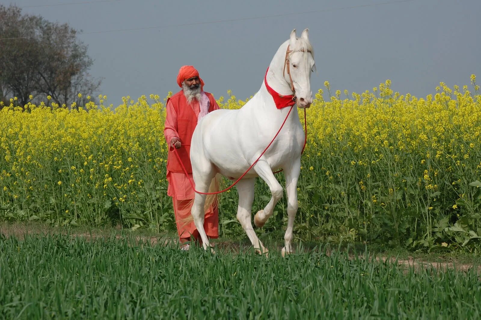 Indian horse